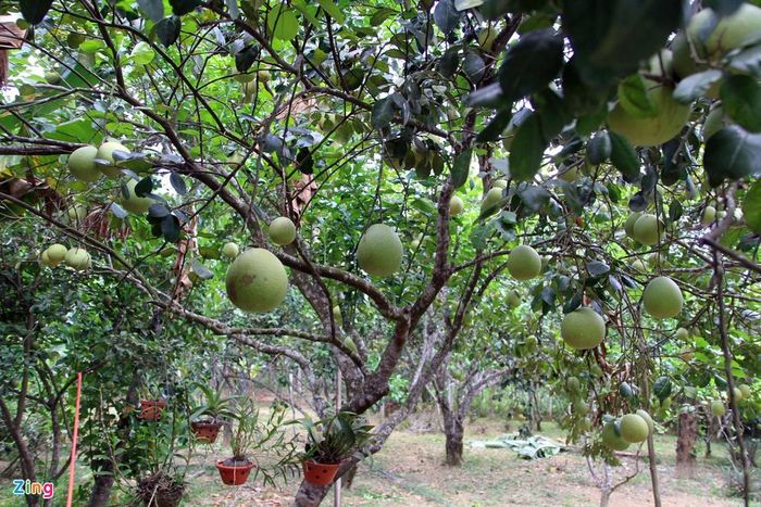 Nằm cách trung tâm TP Huế khoảng 5 km, phường Thủy Biều được xem là thủ phủ trái cây thanh trà. Đây là loại trái cây đặc sản nổi tiếng nhất của xứ Huế, được công nhận trong top 50 đặc sản trái cây nổi tiếng Việt Nam (theo bộ tiêu chí công bố giá trị đặc sản Việt Nam).