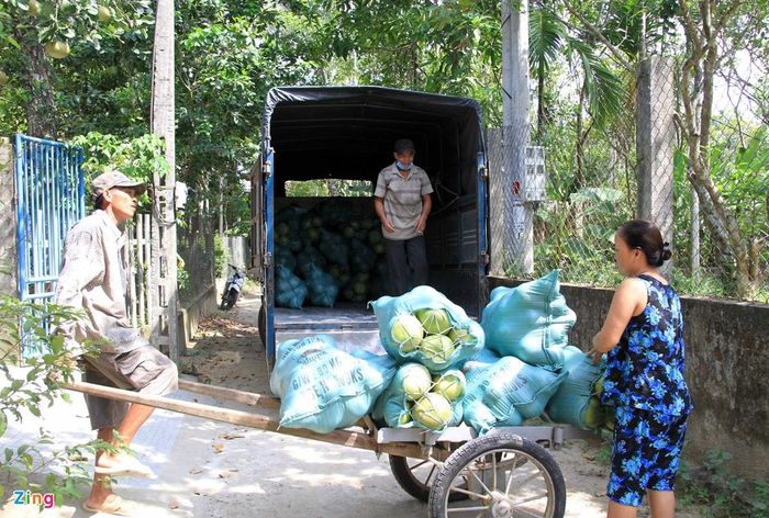 Những thương lái có mối ở Hà Nội, Sài Gòn thì đóng xe chuyển đi nhưng số lượng không bằng so với mọi năm do ảnh hưởng dịch Covid-19.