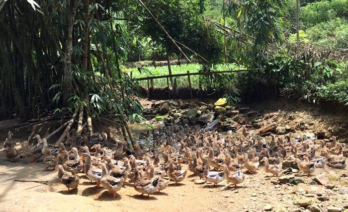Vịt bầu Minh Hương được chăn thả tự nhiên.