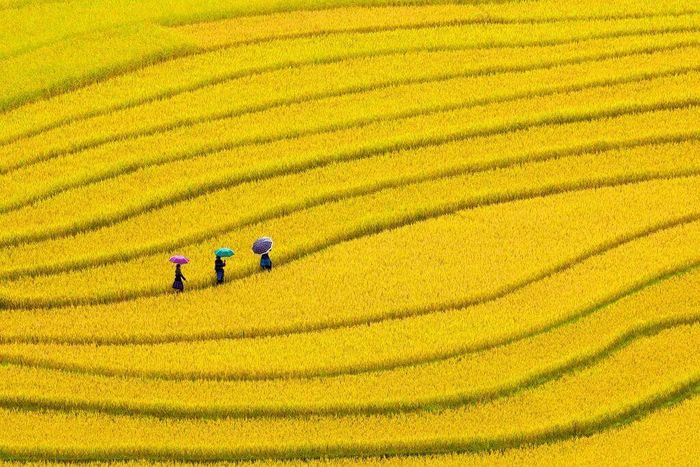 Thảm lúa chín vàng trải dài khắp triền đồi Hoàng Su Phì