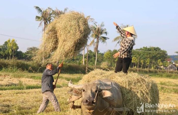 Thu dọn, chuyển rơm từ ngoài đồng về nhà. Ảnh: Huy Thư