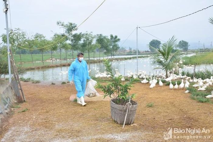 Thêm trại vịt trên địa bàn xã Nam Thành, huyện Yên Thành nhiễm dịch cúm gia cầm A/H5N6. Ảnh: Xuân Hoàng
