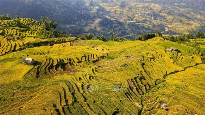 Những "sóng lúa" từ sườn thung lũng xuống chân núi tạo nên bức tranh nên thơ.
