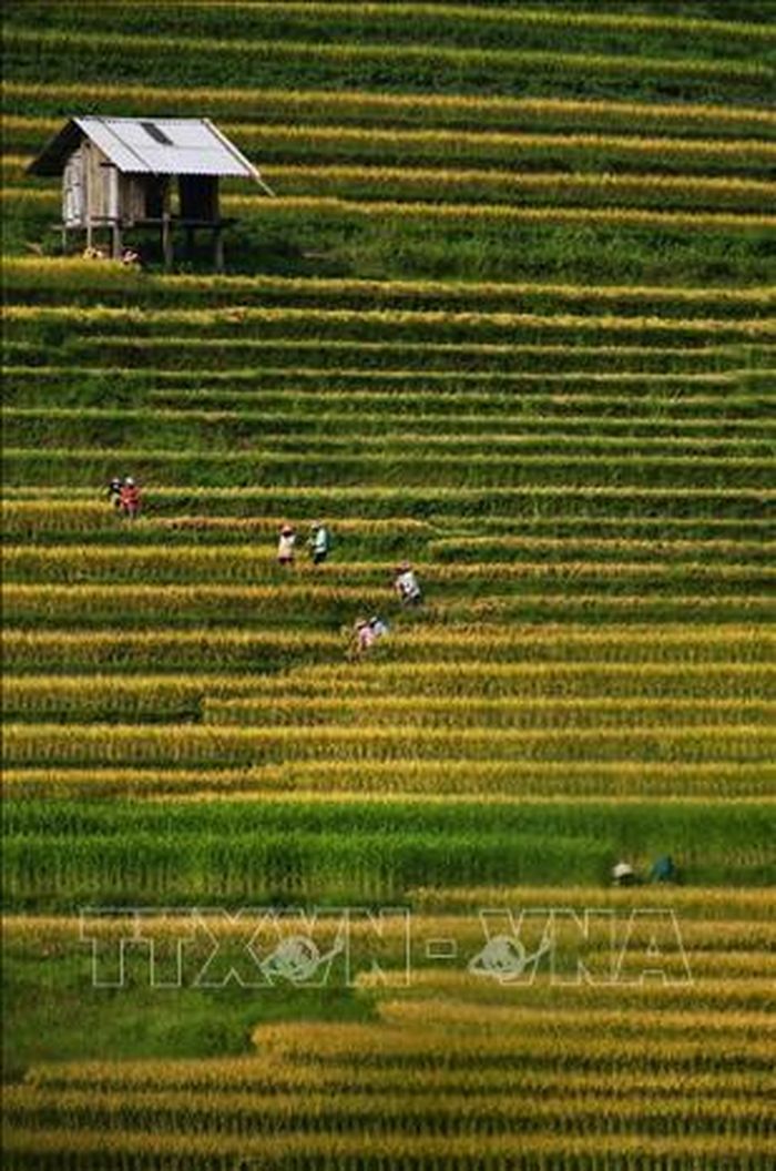 Cuối tháng 8, đầu tháng 9 là thời điểm lúa Y Tý ngả vàng và cũng là thời điểm người dân nơi đây vào mùa gặt.