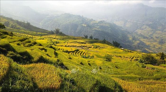 Thời điểm để ngắm mùa lúa chín Y Tý là vào hai tuần đầu tháng 9.