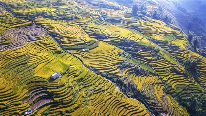 Sắc vàng trên các sóng lúa trập trùng, xen kẽ là những nếp nhà lợp gỗ.