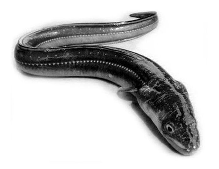 Cá trèn - loài động vật dưới nước bị nghi là cùng loại với Nessie 