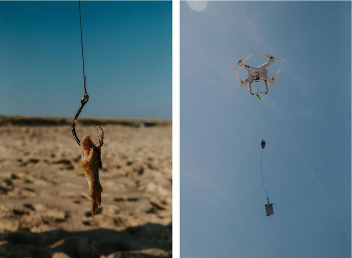  Cách thứ 2 quăng mồi hiện đại hơn: sử dụng drone (phương tiện bay điều khiển từ xa) để mang móc câu ra ngoài xa và thả mồi xuống. Sau đó thì cũng giống như câu những loại cá khác, bạn cần kiên nhẫn ngồi chờ cá mập đớp mồi. 
