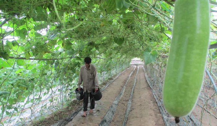 Nông dân Phú Sơn 3 (xã Hòa Khương, H. Hòa Vang) cải tạo vùng đất bạc màu thành vườn rau sạch, nâng cao thu nhập.