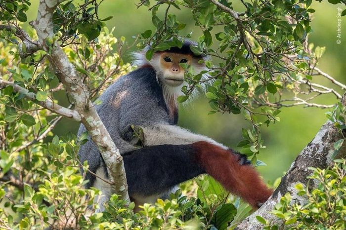 Chú khỉ có màu lông giống hệt một chú hề.