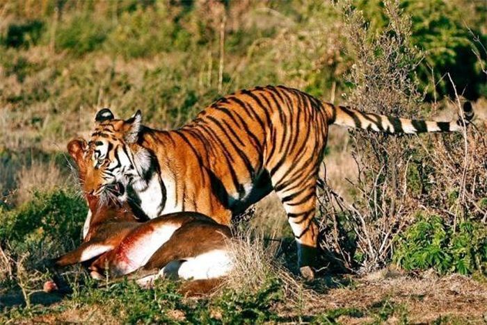  Một con hổ Bengal với con mồi 