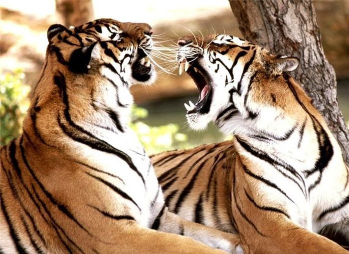  Hổ đánh dấu lãnh thổ bằng cách tiểu tiện vào các bụi cây và gốc cây 