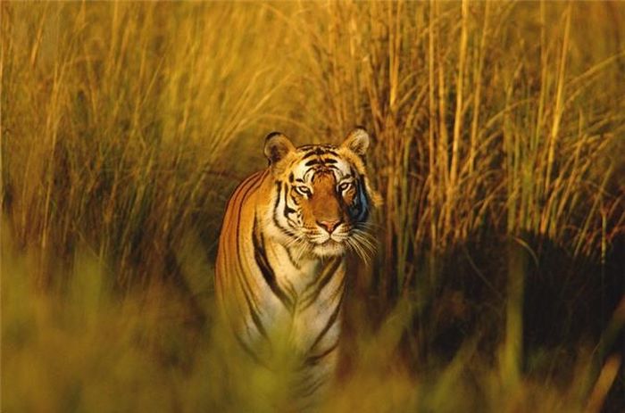  Hổ Bengal 