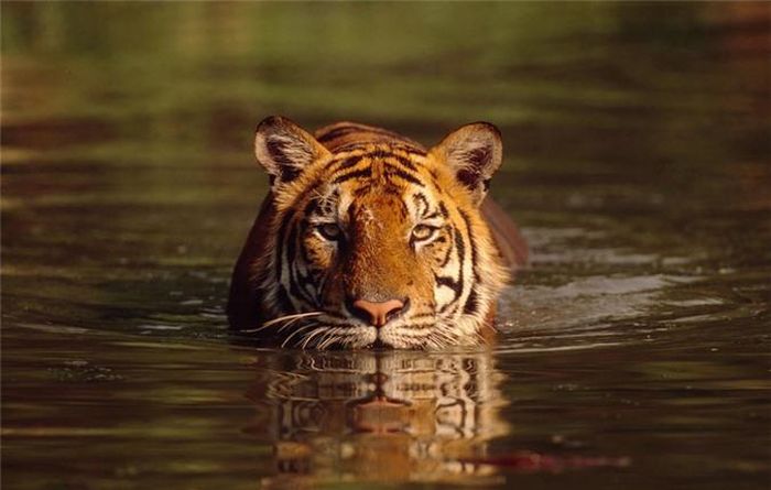  Hổ cũng là một trong số những 'kình ngư' tài giỏi trong giới động vật 