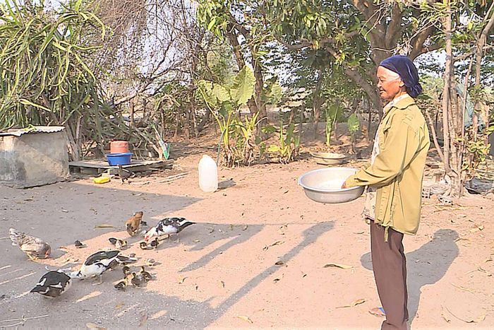 Dù tuổi đã cao nhưng bà Rmah H’Yơm vẫn chăm lo phát triển kinh tế gia đình. Ảnh: Dung Tấn