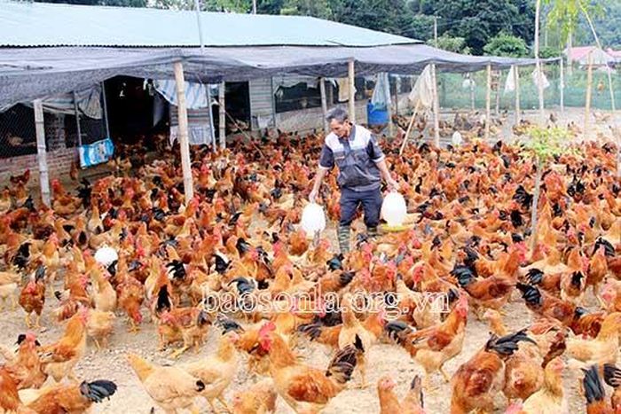 Hội viên người cao tuổi bản Híp, xã Chiềng Ngần (Thành phố) nuôi gà thảo mộc.