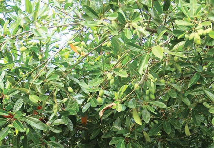 Cà na cho trái xum xuê vào mùa nước nổi