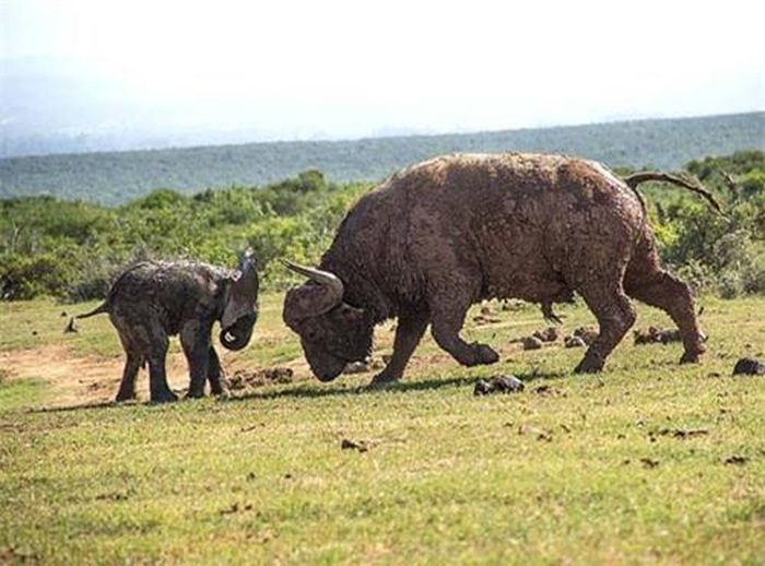 Voi con trong đàn đã phát hiện trâu đang tiến gần hồ nước và quyết định đe dọa kẻ đến sau.