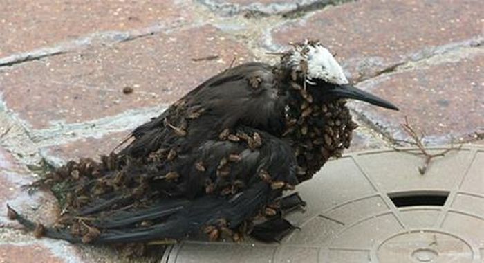 Chim tới ăn hạt mang quả đi phát tán, tuy nhiên, nhiều con non, yếu quả dính nhiều, không bay được và chết phân hủy làm mồi cho cây. 