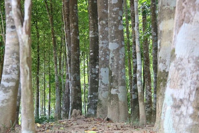 Toàn bộ thân, rễ, lá của cây dó trầm đều được sử dụng để tạo nên những sản phẩm riêng biệt như làm nhang, vòng đeo tay, đồ mỹ nghệ,… Trên thị trường hiện nay, gỗ dó trầm được ưa chuộng và có giá thành rất cao. Đặc biệt, những cây dó trầm tự nhiên còn có giá lên đến hàng trăm triệu đồng.