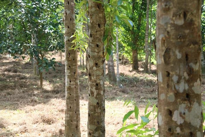 Ông Lê Văn Thọ (57 tuổi, xã Phúc Trạch) - một người đã hơn 20 năm trồng dó trầm cho biết, không phải cây dó trầm nào cũng có thể tạo ra trầm hương, khối lượng trầm tự nhiên không thể nào đáp ứng được nhu cầu của thị trường. Trầm hương nhân tạo được tạo ra nhờ những vết thương trên cây dó trầm, cây sẽ tiết ra nhựa và tinh dầu để làm lành vết thương, lâu dần chúng tích tụ lại tạo ra trầm.
