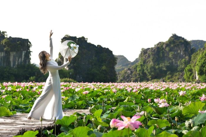 Cùng với tháp sống ảo, thác nước nhân tạo, vườn nấm khổng lồ... thì hồ sen Hang Múa đang trở thành những điểm được yêu thích nhất khi tới Ninh Bình.