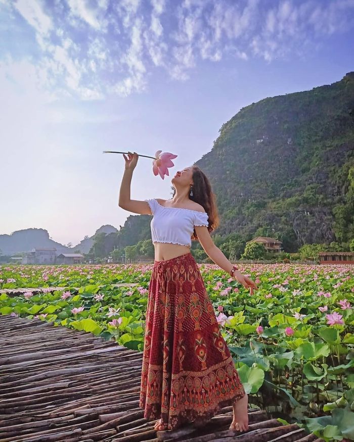 Theo chia sẻ của người quản lý, sen ở hồ sen Hang Múa là giống sen Nhật. có thể nở quanh năm chứ không chỉ nở tập trung vào mùa hè như các giống sen khác.
