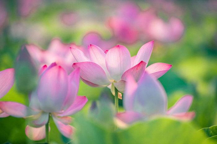 Những bức ảnh về hồ sen Hang Múa cũng thường xuyên xuất hiện trên nhiều hội nhóm chuyên review về du lịch. Rộng 1ha, hồ sen này đến nay vẫn nở rộ vì giống sen nơi đây khác với các nơi.