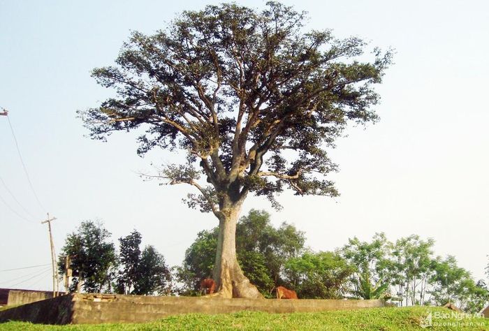 Và gần nhà thờ họ Nguyễn Duy, Nguyễn Ích có một cây sui cổ thụ cao lớn đứng trên đỉnh đồi. Lúc bấy giờ, vị trí xung quanh cây sui còn khá rậm rạp, thân cây có nhiều hốc nên các đồng chí cán bộ cách mạng thường chọn làm nơi cất giấu tài liệu. Hễ có động tĩnh gì, dù đang làm việc, hội họp hay nghỉ ngơi, các đồng chí lập tức cầm tài liệu quan trọng ra lối sau, tìm đến gốc cây sui để cất giấu. Ảnh: Huy Thư
