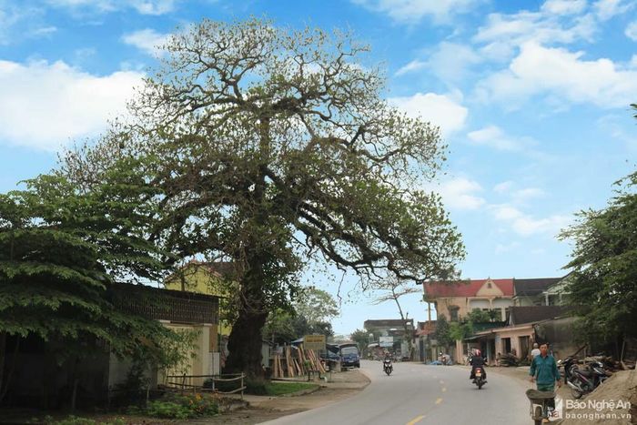 Cây bàng cổ thụ ở làng Nhân Hậu, xã Nam Sơn (Đô Lương) - nơi từng treo cờ đỏ búa liềm trong cao trào Xô viết Nghệ-Tĩnh (1930 - 1931). Ảnh tư liệu: Huy Thư