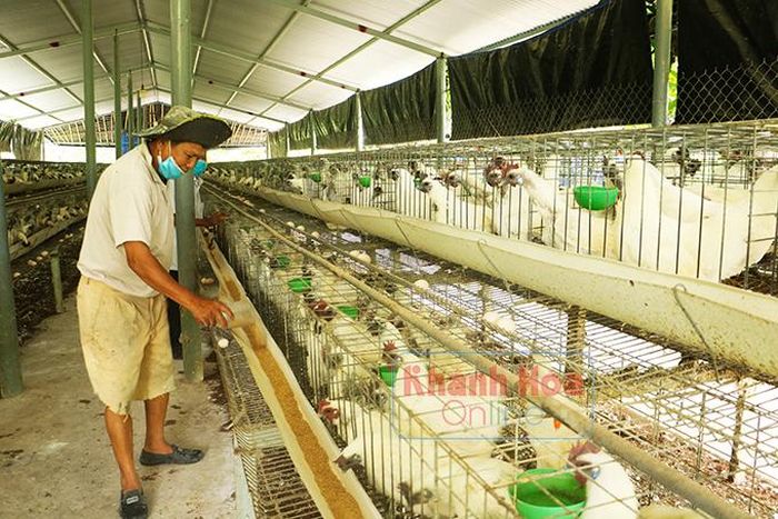  Được vay vốn của câu lạc bộ, ông Cát đã mua thức ăn, đầu tư thêm vật dụng nuôi gà. 