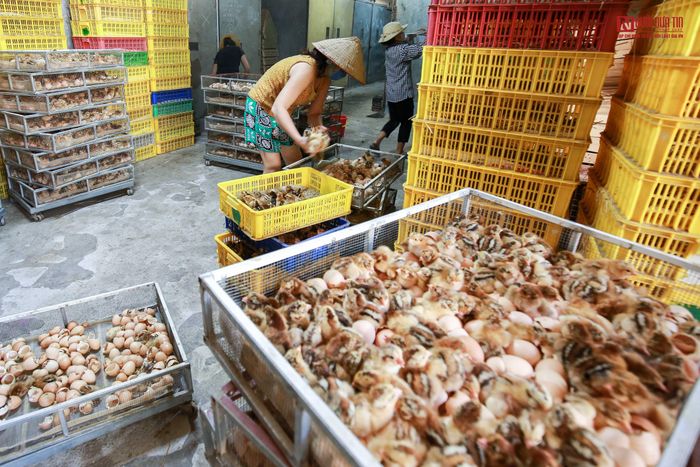Khó khăn trong việc này là nếu quá 2-3 giờ, hậu môn của con gà đã khô. Không còn dấu hiệu đặc trưng, chị Mến sẽ phải mất nhiều thời gian hơn, đồng thời phải dùng kết hợp các thủ thuật khác mới soi ra được giới tính của gà.