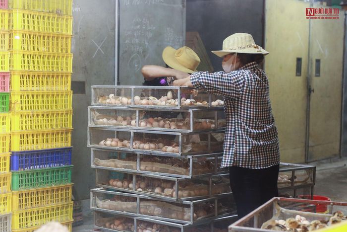 Nhưng không phải ai học xong cũng có thể làm nghề thành thạo. Để có thể phân biệt được gà trống, gà mái cần phải có kinh nghiệm và độ nhạy bén của mỗi người.