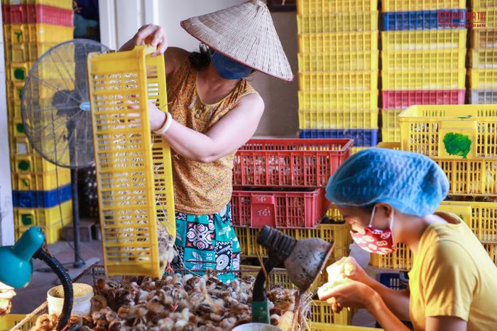 Theo chia sẻ, tốc độ soi gà của chị Mến đạt đến mức 1.000 con/ tiếng, hôm nào nhanh có thể lên tới 1.200 con. “Nhanh thì như vậy, người nào chậm, một tiếng cũng được cỡ 800 đến 900 con", chị nói.