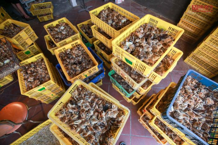 Chị Mến chia sẻ: "Nghề này chỉ học khoảng 6 tháng có thể làm được, nhưng đạt đến độ chính xác cao thì cần có kinh nghiệm từ 2-3 năm vừa học vừa làm. Có những người học xong rồi cũng bỏ nghề vì độ chính xác không cao trong việc soi giới tính gà".
