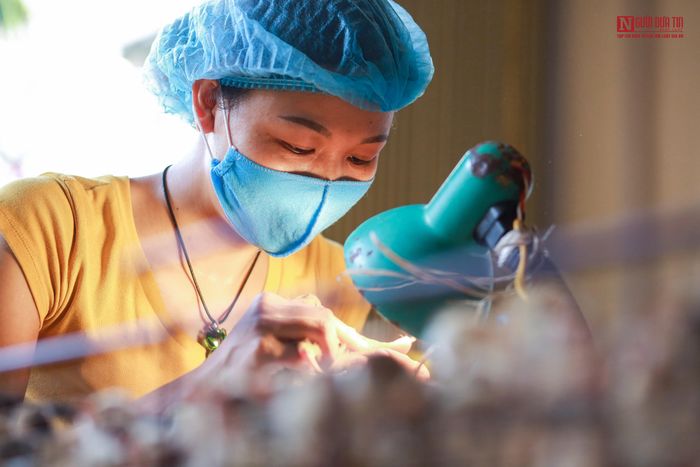Chỉ trong vòng vài giây chị Mến đã phân biệt giới tính xong một con gà. Tay trái chị Mến nhặt từng con gà rồi bóp nhẹ bụng để vắt phân dư vào chiếc lọ nhựa, tay phải ấn nhẹ vào hậu môn con gà để lỗ huyệt lòi ra, người soi phải tập trung mới có thể xác định rõ con trống hay con mái.
