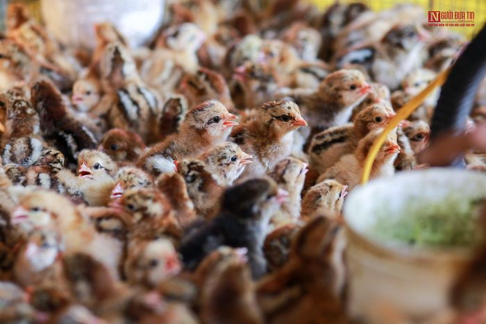 Đối với người trong nghề thì thời gian “soi gà” chuẩn nhất là khi gà con nở và được đưa vào lồng ấp được 2-3 tiếng. 