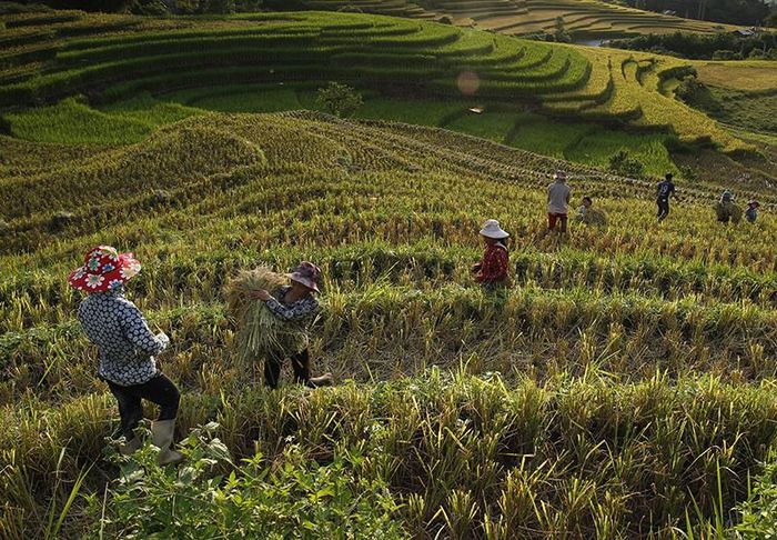 Người dân xã Suối Thầu (Sa Pa) hối hả vào vụ gặt.