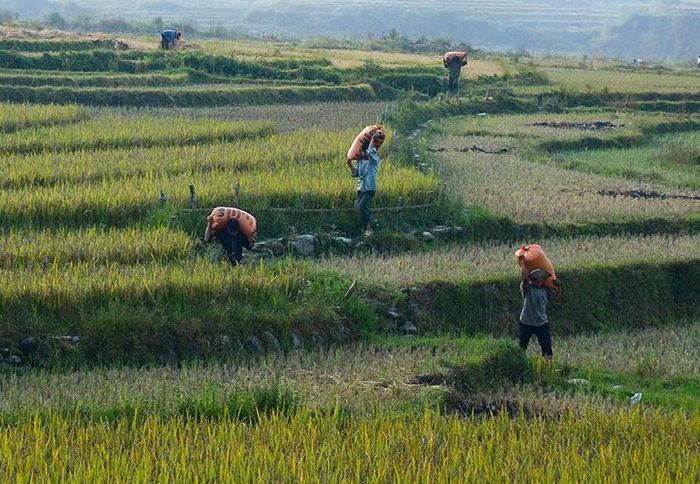 Vận chuyển thóc từ ruộng về nhà.