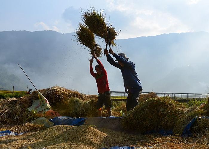 Khung cảnh hăng say lao động trên ruộng bậc thang vùng cao vào những ngày này.