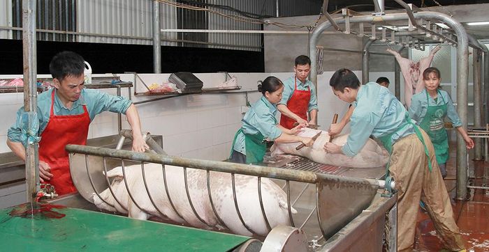 Hệ thống giết mổ theo quy trình khép kín được Công ty CP nông nghiệp An Tâm triển khai nhằm đảm bảo vệ sinh ATTP cho sản phẩm.