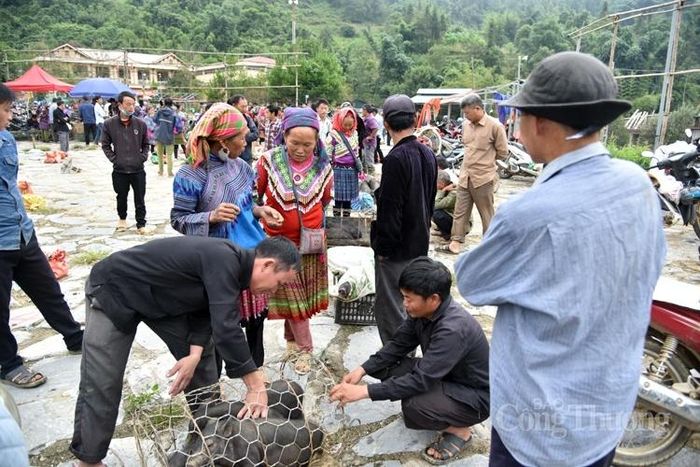 Lợn giống xem xét ngã giá