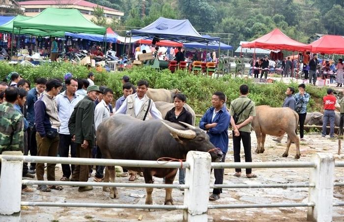 Những chú trâu đang được thỏa thuận mua bán