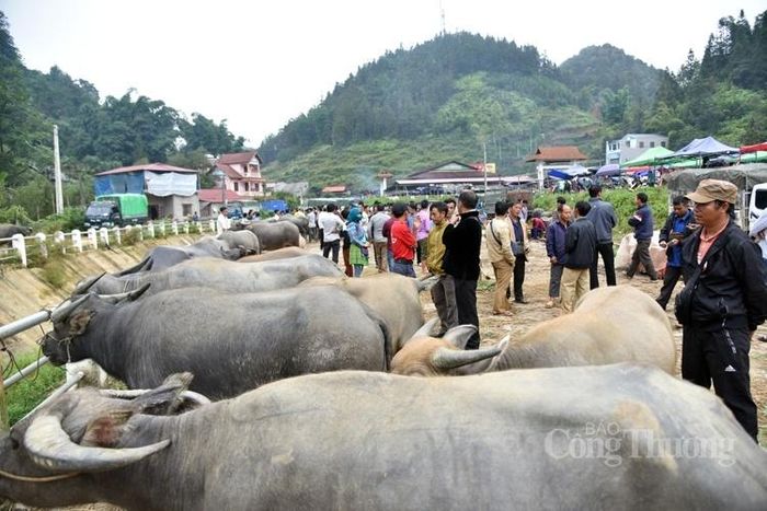 Sôi động nhất là chợ bán gia súc