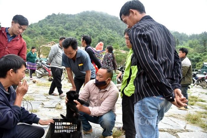 Chó được bán tại chợ