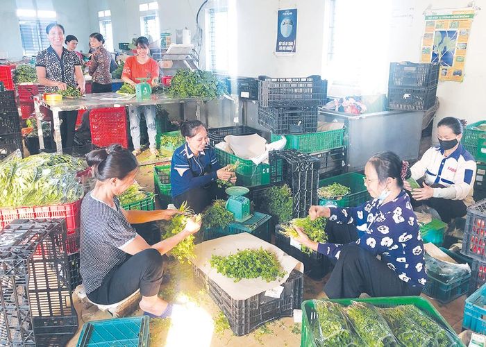 Người lao động Hợp tác xã Dịch vụ sơ chế và tiêu thụ sản phẩm rau an toàn Tứ Xã sơ chế đóng gói các sản phẩm cấp bán ra thị trường.
