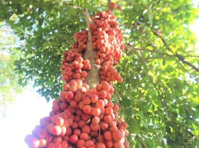 Cây dâu đất ra trái trĩu quả ở huyện Tiên Phước.