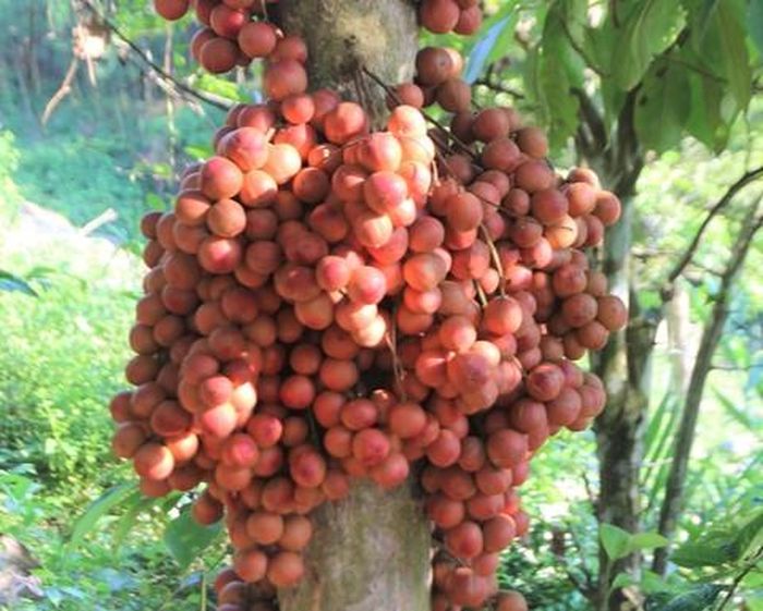 Cây dâu đất ra trái trĩu quả ở huyện Tiên Phước.