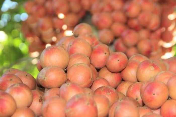 Nhiều quả dâu đất màu sắc đỏ rực rất đẹp mắt.