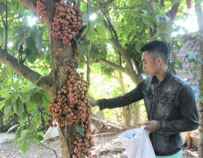 Thu hoạch trái dâu đất chín rộ.